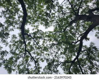 Worm's Eye View Of Tree Branches