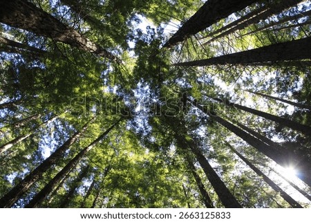 worms eye view of trees covering the sky