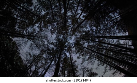 Worm's Eye View Of Trees Forest Under Starry Sky Darkbackground 4k Hd Dark Background