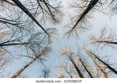 A Worm's Eye View Of Trees Without Leaves During Winter