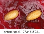Worms, insects in cherries, Cherry fruit fly or European cherry fruit fly, Rhagoletis cerasi. Pupae in fruit.