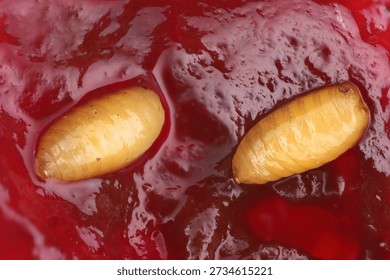 Worms, insects in cherries, Cherry fruit fly or European cherry fruit fly, Rhagoletis cerasi. Pupae in fruit.