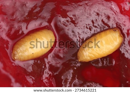 Worms, insects in cherries, Cherry fruit fly or European cherry fruit fly, Rhagoletis cerasi. Pupae in fruit.