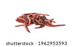 Worms isolated on white background