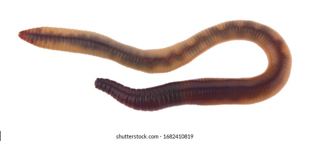 Worms isolated on a white background close-up.