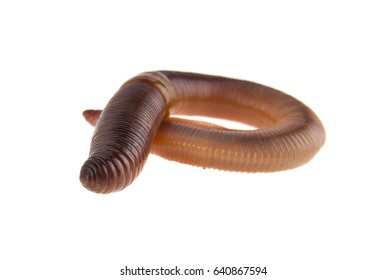 Worms Isolated On White Background Closeup