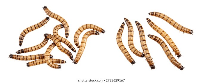 Worms larvae zophobas isolated on white background. Food for exotic animals. Top view. Flat lay