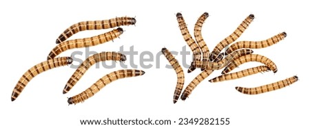 Worms larvae zophobas isolated on white background. Food for exotic animals. Top view. Flat lay