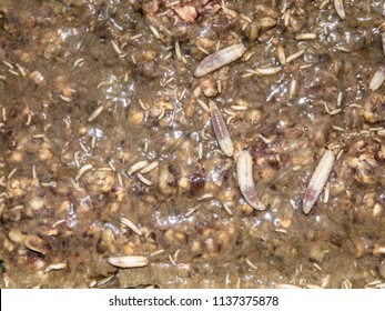 Worms Of Maggots Of Different Sizes In Rotten Ground Meat. S