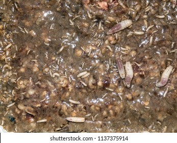 Worms Of Maggots Of Different Sizes In Rotten Ground Meat. S