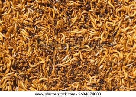 Worms and maggots in the soil