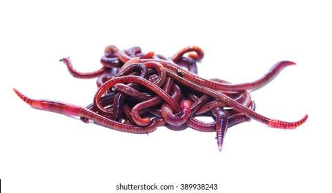 Worms On White Background Stock Photo 389938243 | Shutterstock