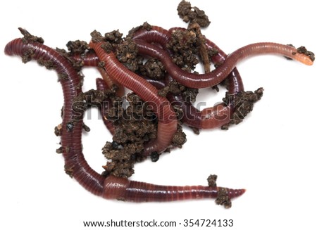 Worms on a white background
