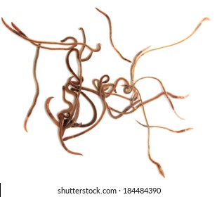 Worms on a white background. Macro