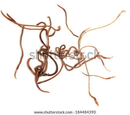 Worms on a white background. Macro