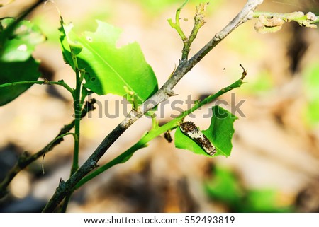 Worms are perched on a leaf