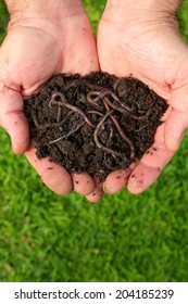 Worms In Rich Soil