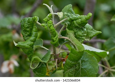 Worms ruin buds and destroy the future apple harvest. - Image