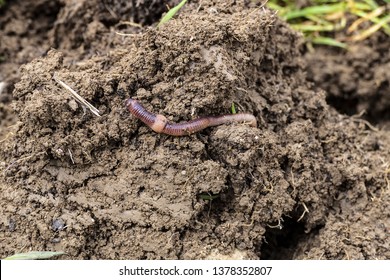 Worms In The Soil,Worm Is Moving In The Soil,