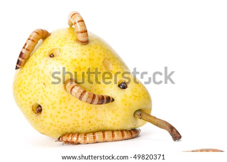 worms take lunch (tasty pear)