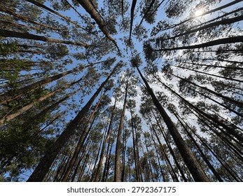 A worm's-eye view looking up at towering pine trees reaching towards a bright blue sky with light clouds and sun flare in a serene forest.