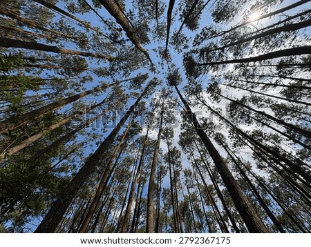 A worm's-eye view looking up at towering pine trees reaching towards a bright blue sky with light clouds and sun flare in a serene forest.