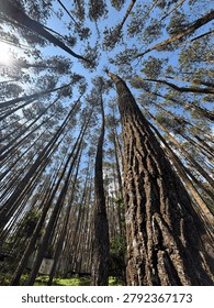 A worm's-eye view of towering pine trees in a dense forest, stretching up towards a clear blue sky with bright sunlight filtering through.