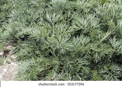 Wormwood Artemisia Absinthium