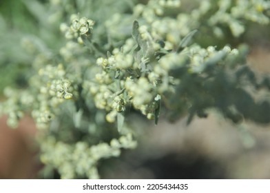 Wormwood. Blooming absinthe. Medicinal plant. Kyrgyzstan mountains. Silver green sagebrush leaves background. Selective focus. Copy space. 