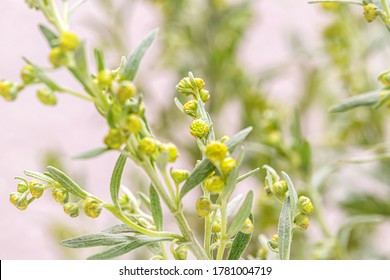 Wormwood green grey leaves with beautiful yellow flowers. Artemisia absinthium ( absinthium, absinthe wormwood ) flowering plant, closeup macro