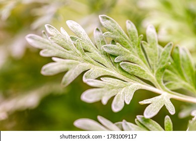 Wormwood green grey leaves in garden. Artemisia absinthium ( absinthium, absinthe wormwood ) flowering plant, closeup macro