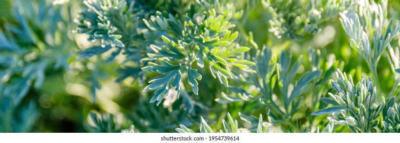 Wormwood green leaves background. Artemisia absinthium ( absinthe, absinthium, absinthe wormwood, wormwood ) plant, banner