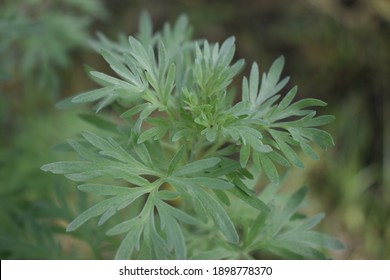 Wormwood leaves on a dark background, beautiful green wormwood for the background, elegant field plant. Artemisia absinthium , absinthe wormwood close up - Shutterstock ID 1898778370
