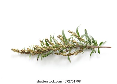 Wormwood Sprig