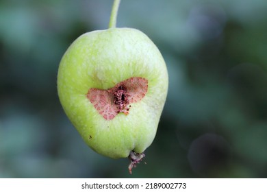 Wormy Apple By Larva Of Codling Moth Cydia Pomonella.