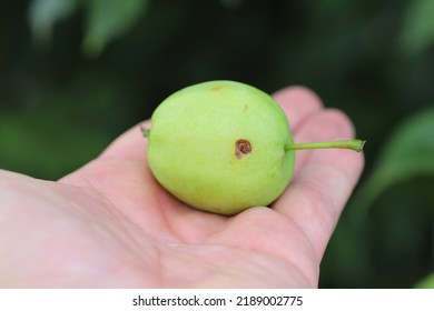 Wormy Apple By Larva Of Codling Moth Cydia Pomonella.