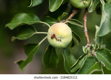 wormy young green apple on the tree. damaged unripe fruit. High quality photo - Powered by Shutterstock