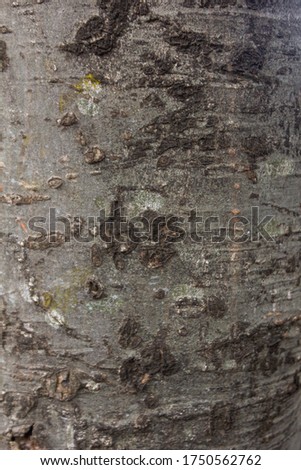 Worn and Battered Old Tree Texture
