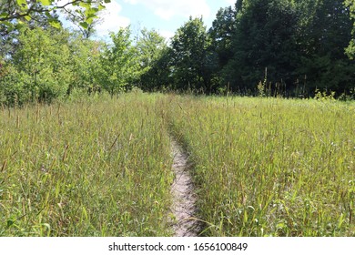 Worn Down Path Through Tall Grass In Michigan.