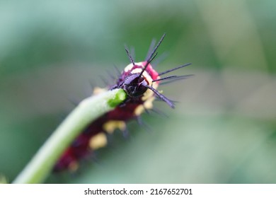 Nymphalidae Caterpillars Images Stock Photos Vectors Shutterstock