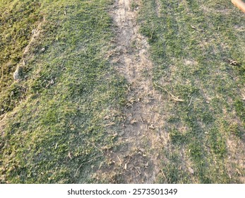 a worn path cuts through a grassy field, hinting at frequent travel and the passage of time. The green grass is contrasted by the dirt path which shows clear signs of use