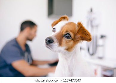 Worried Dog With A Sad Face On The Vet