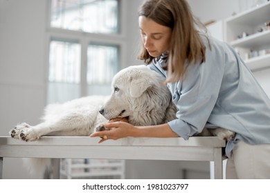 Worried Female Owner Hugs And Calm A Big White Sheepdog In A Veterinary Clinic While Patient Lying At Examination Table And Waiting A Doctor. Treatment And Pet Care. Visit A Veterinarian.