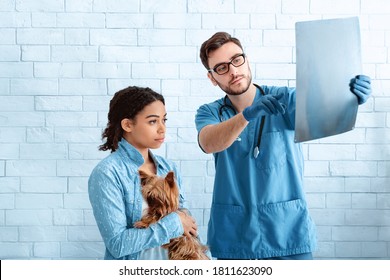 Worried Pet Owner With Her Dog And Veterinary Doctor Looking At Xray In Animal Clinic