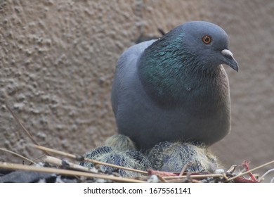 A worried pigeon with thier babies over roof of a building in an urban area. Newly born are yet develop to stand on their own