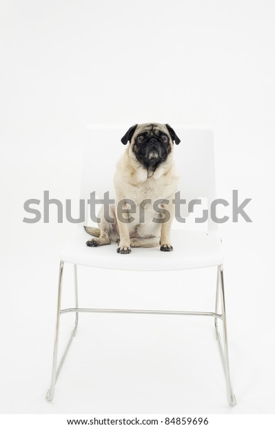 Worried Pug On Chair Stock Photo Edit Now 84859696