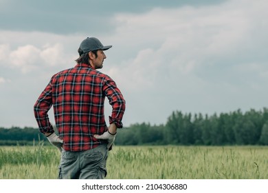 Worried wheat farmer agronomist standing in cultivated cereal crop agricultural field looking over the plantation full of weed. Rear view of male farm worker concerned over bad condition of crops