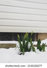 Worthington, OH. USA. 3-12-22. Perennials Growing Through The Snow. Tulips. Daffodils. March Weather.