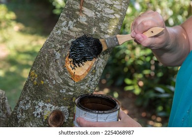 Wound closure with wood tar after summer cut - closeup of tree care - Shutterstock ID 2254068987