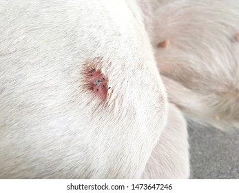 Wound On Dog Paw Skin Lesions Stock Photo (Edit Now) 1473647246